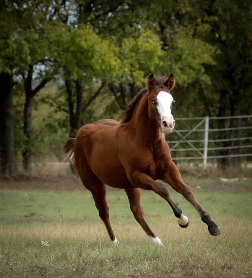 #smokingsixcess 2021 AQHA filly out of a solid bay Smart Spook daughter